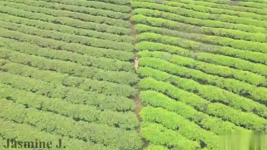 嫩妹,满山遍野,清纯,肉体,清新,福利,茶叶